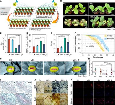 Enhancement of Nicotiana tabacum Resistance Against Dehydration-Induced Leaf Senescence via Metabolite/Phytohormone-Gene Regulatory Networks Modulated by Melatonin